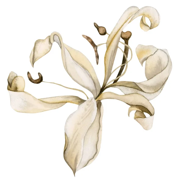 Watercolor Lírios Brancos Secos Única Ilustração Flor Isolada Fundo Branco — Fotografia de Stock