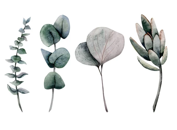 Υδατογραφία Eucalyptus Κλαδιά Σύνολο Από Διάφορα Είδη Φύλλων Ζωγραφισμένα Στο — Φωτογραφία Αρχείου