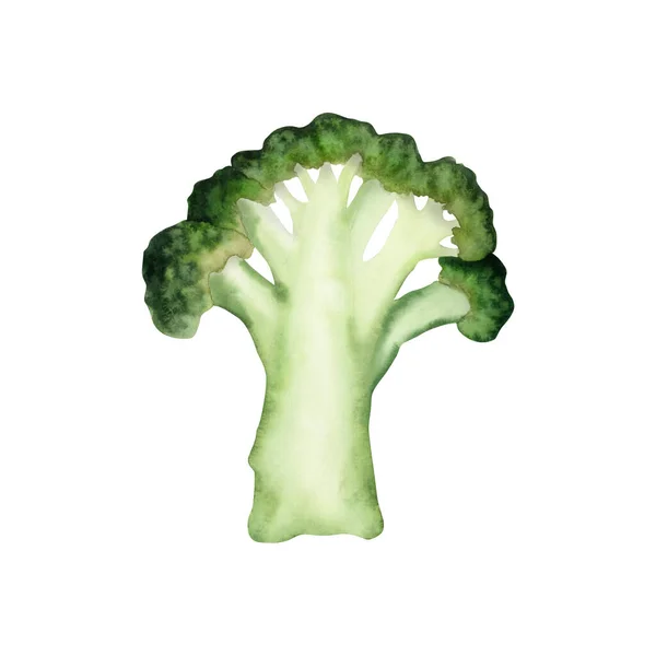 Broccoli Single Piece Realistic Watercolor Illustration Green Vegetables Botanical Drawing — Stock Photo, Image