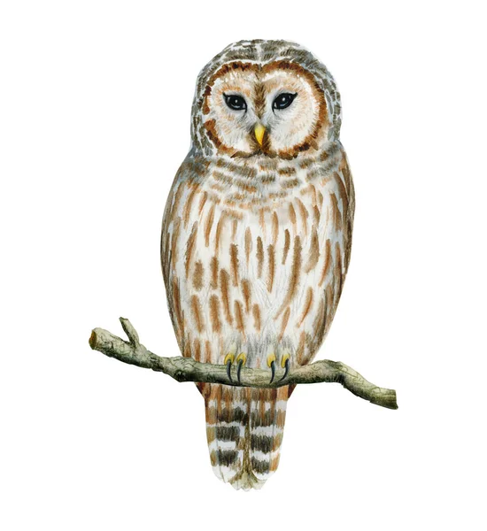水彩は白い背景に隔絶された枝に座っている縞模様のフクロウの鳥を禁止した 茶色と灰色で描かれた手描きの森フクロウのイラスト — ストック写真
