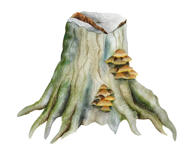 苔とキノコの森の木の切り株 白を基調とした緑と茶色の写実的な水彩画 — ストック写真