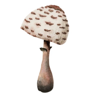 Suluboya tüylü şemsiye mantarı çizimi. Macrolepiota Procera Mantarı. Beyaz arkaplanda el çizimi Clipart izole.
