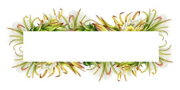 Kaktusblüten Sommer Horizontale Bannerrahmenvorlage Mit Copyspace Handgezeichnete Aquarellzeichnung Realistische Botanische — Stockfoto