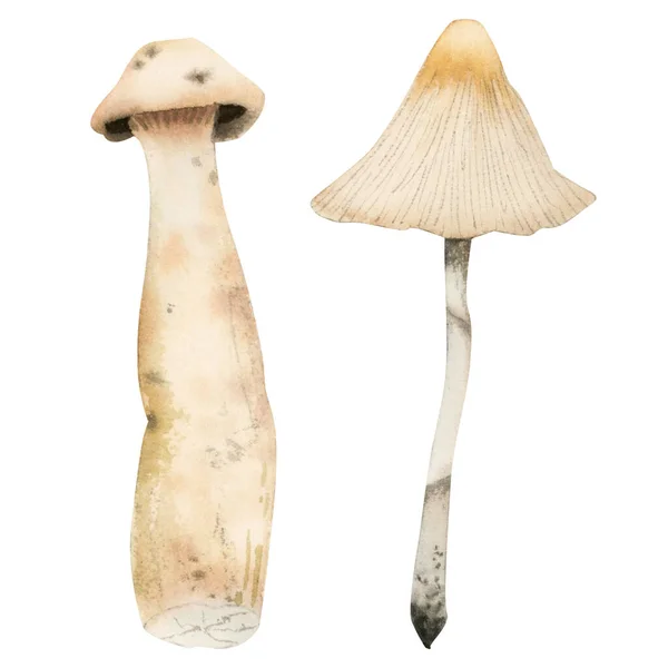 Watercolor Death Cap Poisonous Toxic Mushrooms Illustration Isolated White Background — Stock Photo, Image