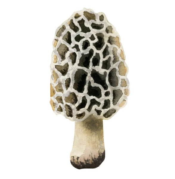 Watercolor Morchella Morel Mushroom Botanical Illustration Isolated White Background Hand — Stock Photo, Image
