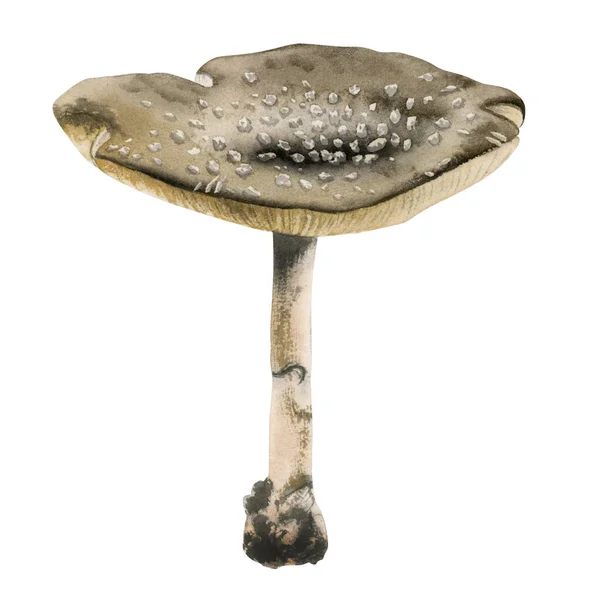 Fly Agaric Amanita Panther Cap Poisonous Mushroom Thin Leg Watercolor — Stock Photo, Image