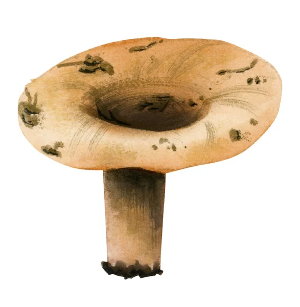 Watercolor Golden Chanterelle Edible Mushroom Hand Drawn Illustration Isolated White — Stock Photo, Image