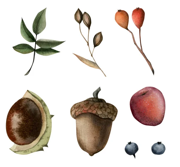 Akvarel Lesní Kaštan Žalud Bobulové Listy Ilustrační Prvky Svazku Semen — Stock fotografie