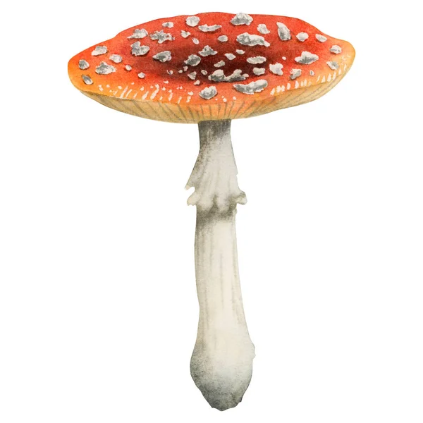 Redcap Fly Agaric Illustration Isolated White Background Hand Drawn Red — Stock Photo, Image