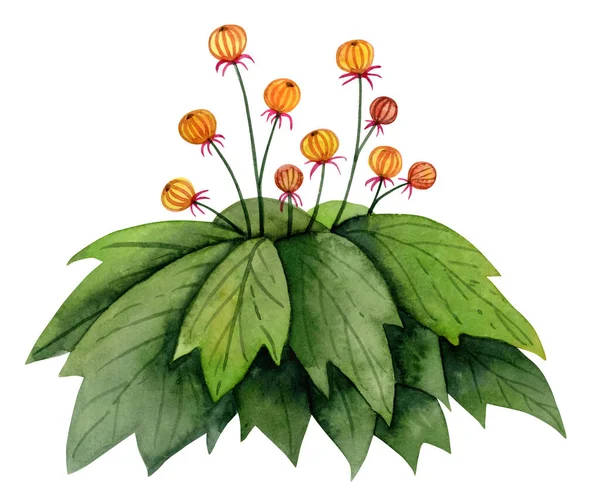 Arbusto Fantasia Aquarela Com Flores Cor Laranja Redondas Ilustração Isolada — Fotografia de Stock