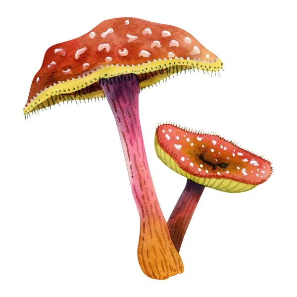 Fantasy Fairytale Fly Agaric Mushrooms Yellow Stripe Hair Watercolor Illustration — Stock Photo, Image