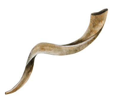 Beyaz arka planda Rosh Hashanah ve Yom Kippur suluboya çizimleri için Shofar boynuzu var. Yahudi yeni yıl sembolü. Tebrik kartları ve davetiyeler için gerçekçi bir tarz..