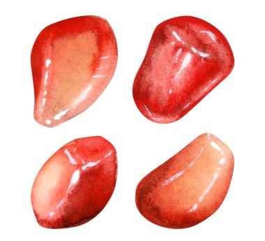 Nar tohumları, beyaz arka planda izole edilmiş parlak kırmızı renklerde suluboya çizimleri. Yansıyan ışık ile detaylı botanik sulu Clipart.