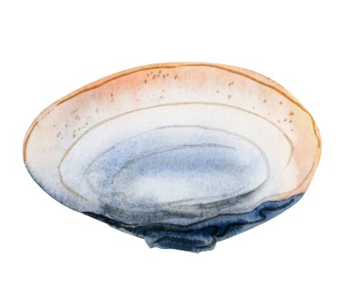 Deniz tasarımı için turuncu ve mavi renkli suluboya kabuk kuşağı çizimleri beyaz arkaplanda izole edildi.