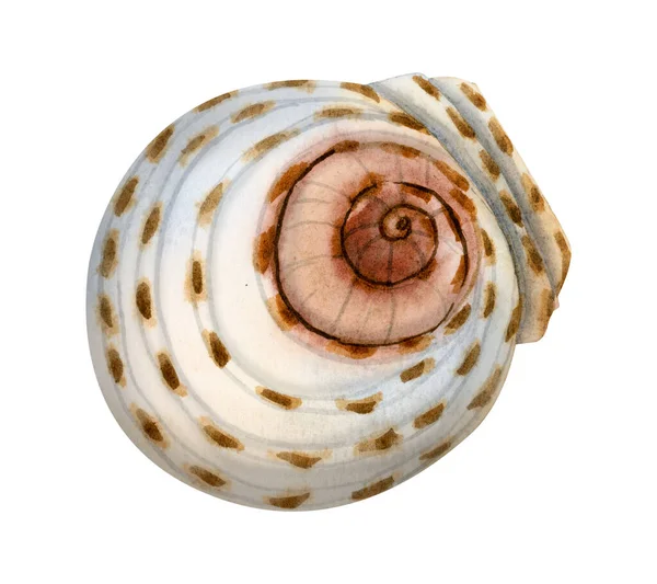Aquarell Runde Spirale Muschel Realistische Abbildung Isoliert Auf Weißem Hintergrund — Stockfoto