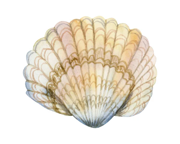 Υδατογραφία Seashell Ρεαλιστική Απεικόνιση Παστέλ Χρώματα Στοιχείο Ναυτικού Σχεδιασμού Για — Φωτογραφία Αρχείου