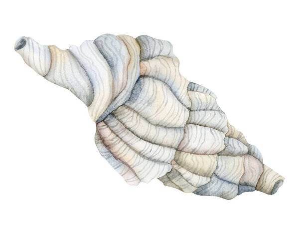 Watercolor drawing conch spiral seashell illustration in light blue and beige colors isolated on white background for stickers and nautical designs