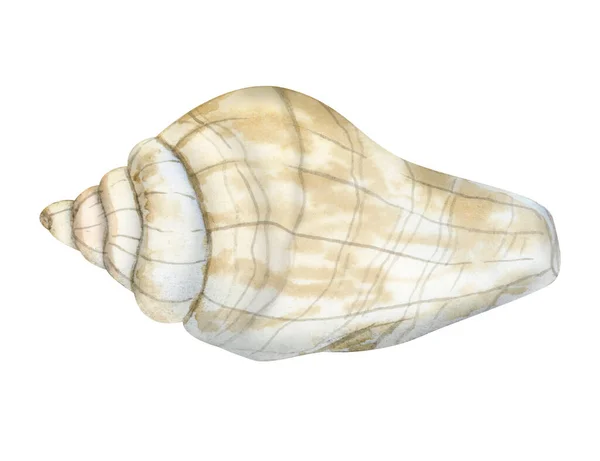 Aquarell Spirale Muschel Illustration Beigen Und Grauen Farben Isoliert Auf — Stockfoto