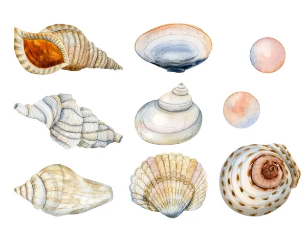 Wasserfarbe Nautische Set Von Tropischen Unterwasser Muscheln Und Perlen Handgezeichnete — Stockfoto