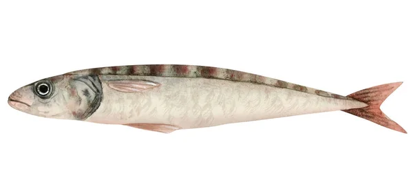 Einzelne Sardinen Fisch Aquarell Illustration Isoliert Auf Weißem Hintergrund Frischer — Stockfoto