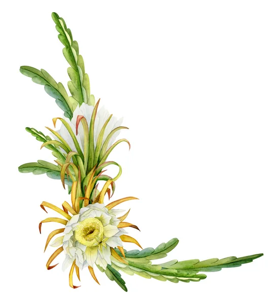 Aquarell Blühende Kakteenblüten Und Blätter Eckrahmen Illustration Isoliert Auf Weiß — Stockfoto