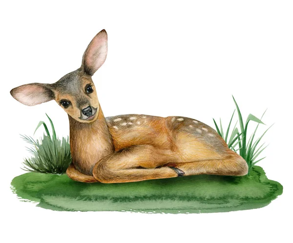 小鹿宝宝躺在草地上水彩画可爱的林地小鹿宝宝的白色背景隔离贴纸和幼儿设计 — 图库照片