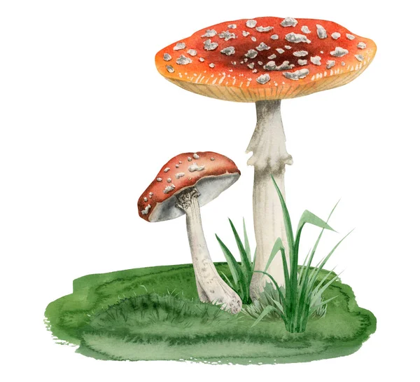 Red White Fly Agaric Mushrooms Growing Green Grass Watercolor Illustration — Stock Photo, Image