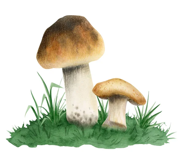Watercolor Boletus Edulis Cogumelos Comestíveis Crescendo Ilustração Grama Verde Isolado — Fotografia de Stock
