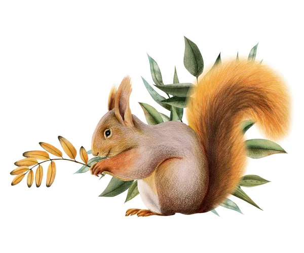 Akvarel Oranžová Veverka Zelenými Žlutými Listy Ilustrace Malých Lesních Živočichů — Stock fotografie