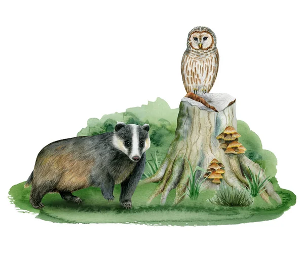 Деревянные Животные Барсук Сова Пне Дерева Трава Акварель Лесной Иллюстрации — стоковое фото