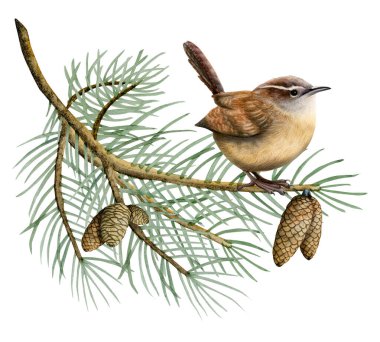 Watercolor Eurasian wren bird sitting on spruce tree branch with pine cones watercolor illustration of forest animal isolated on white background. clipart