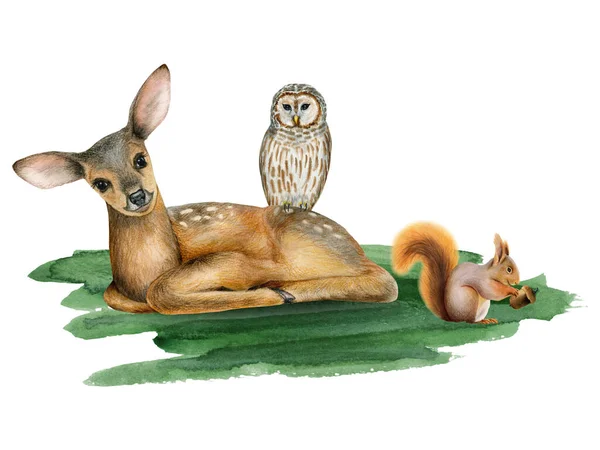 水彩画小鹿 带条纹的猫头鹰和松鼠在绿草上的图片 可爱的林地动物和在白色背景上隔离的小鸟为贴纸和幼童设计 — 图库照片