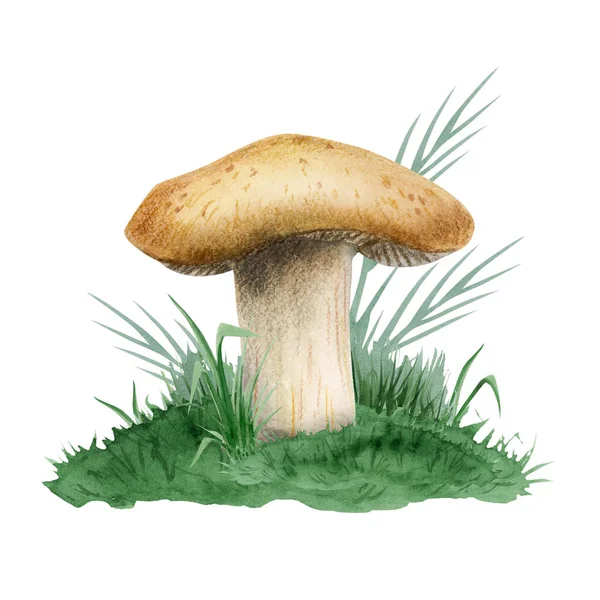 Brown Mushroom Growing Green Grass Watercolor Illustration Isolated White Background — Stock Photo, Image
