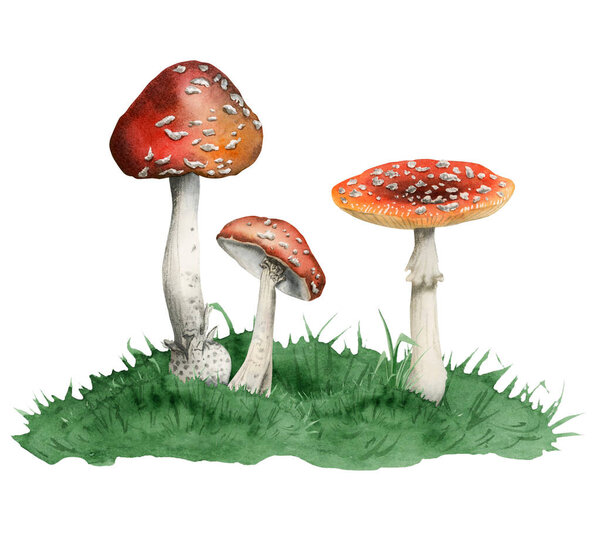 Poisonous red white fly agaric mushrooms growing in green grass hill watercolor illustration of Amanita muscaria spotted toxic plants isolated on white background.