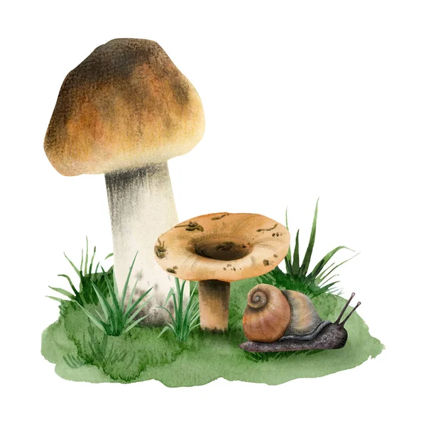 Watercolor Brown Edible Mushrooms Boletus Edulis Growing Green Grass Snail — Stock Photo, Image
