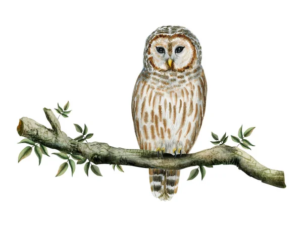 Striped White Brown Owl Sitting Tree Branch Green Leaves Watercolor — Stock Photo, Image