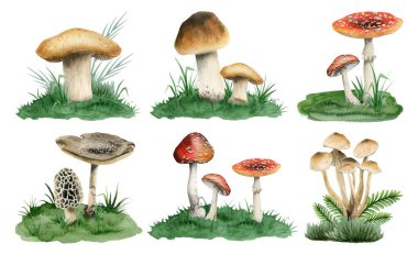 Yeşil çimlerde yetişen mantarlar suluboya resim koleksiyonu beyaz arka planda, yenilebilir Boletus edulis, sinek tarım ve diğer orman bitkileri ile izole edilmiş..