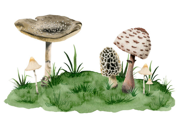 Amanita panther cap poisonous mushrooms, toadstool and fungus growing on green hill with grass watercolor illustration isolated on white background.