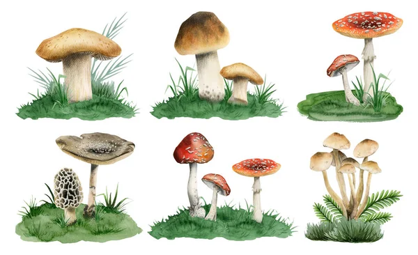 Cogumelos Crescendo Grama Verde Aquarela Ilustração Coleção Isolada Fundo Branco — Fotografia de Stock
