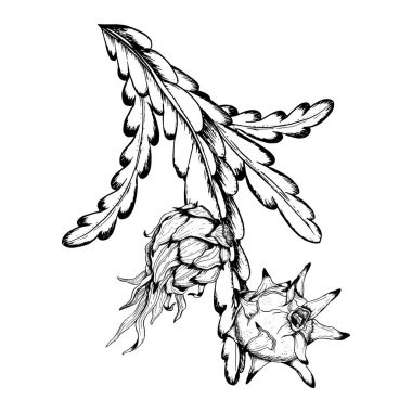 Pitaya ejderhası meyve grafik dalları siyah beyaz çizgili çizim çizimi egzotik tropikal bitki çizimi.