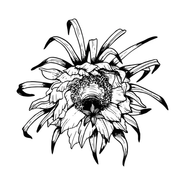 Fleur Cactus Vectoriel Avec Feuilles Vue Latérale Illustration Noir Blanc — Image vectorielle