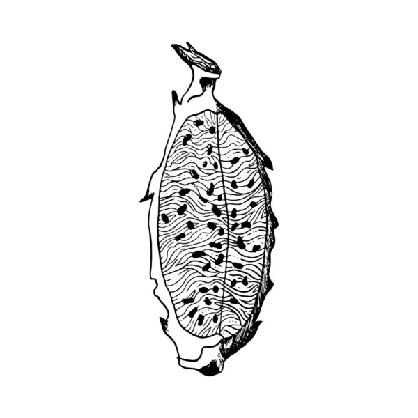 Vector Pitaya Drachenfruchtscheibe Gekritzelter Schwarz Weiß Illustration Exotische Tropische Pflanze — Stockvektor