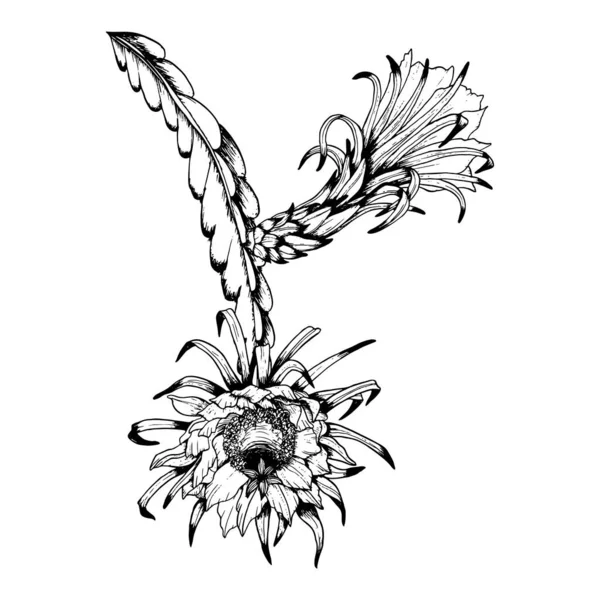 Vector Epiphyllum Ramas Cactus Con Flores Esquema Blanco Negro Ilustración — Archivo Imágenes Vectoriales