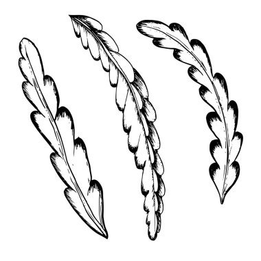 Kaktüs, siyah beyaz çizgili, tropikal pitaya ejderha meyve bitkisinin çiziminde vektör grafik çizimi bırakır..