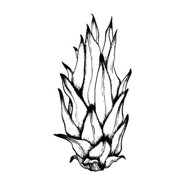 Tüm pitaya genç dargon meyvesini siyah beyaz çizgili çizim çizimiyle taşıyın. Egzotik tropikal bitkinin vektör pitahaya mürekkep çizimi.