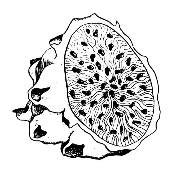 Halbe Pitaya Drachenfruchtscheibe Mit Samen Detailgetreuer Schwarz Weißer Umrisszeichnung Exotische — Stockvektor