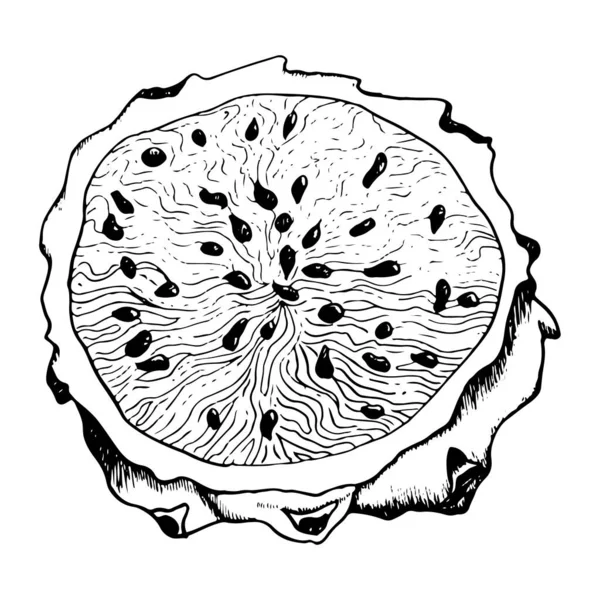 Trozo Redondo Fruta Dragón Pitaya Con Semillas Una Ilustración Detallada — Archivo Imágenes Vectoriales