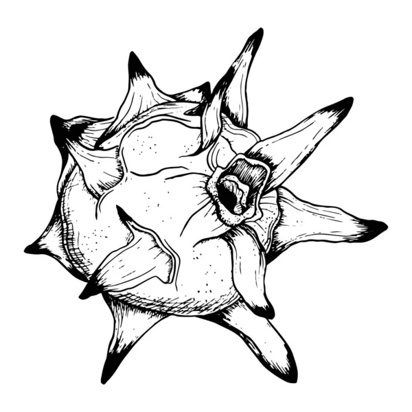 Vector Pitaya Dargon Frucht Schwarz Weiße Grafische Linienskizze Illustration Pitahaya — Stockvektor