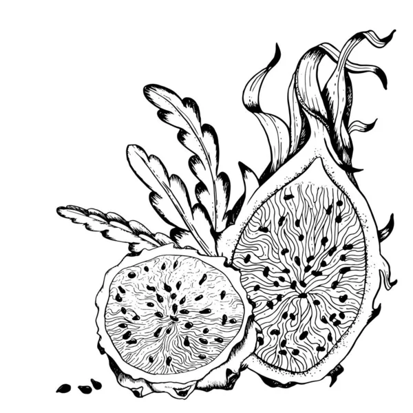 Vector Pitaya Sketch Illustration Coloring Book Dragon Fruit Black White — Stock Vector