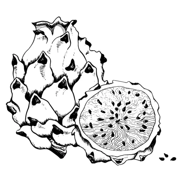 Vektor Drachenfrucht Skizze Illustration Für Malbuch Pitaya Schwarz Weiß Zeichnung — Stockvektor